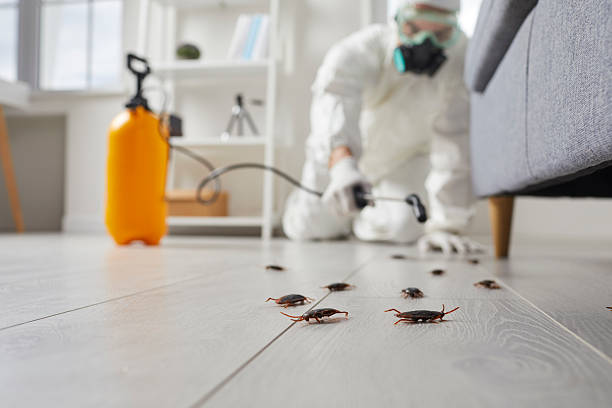 Post-Treatment Bed Bug Interceptor Monitoring in Grand Ledge